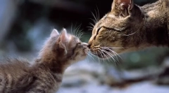 Maeline tej helyettesítő: az alternatív etetési termékek jellemzői